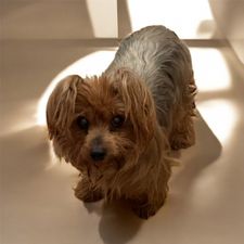 Profile image of PituPitu