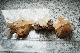 Bergkristall  3 Stück  Lot    Räumung Topstone  ab 5.-