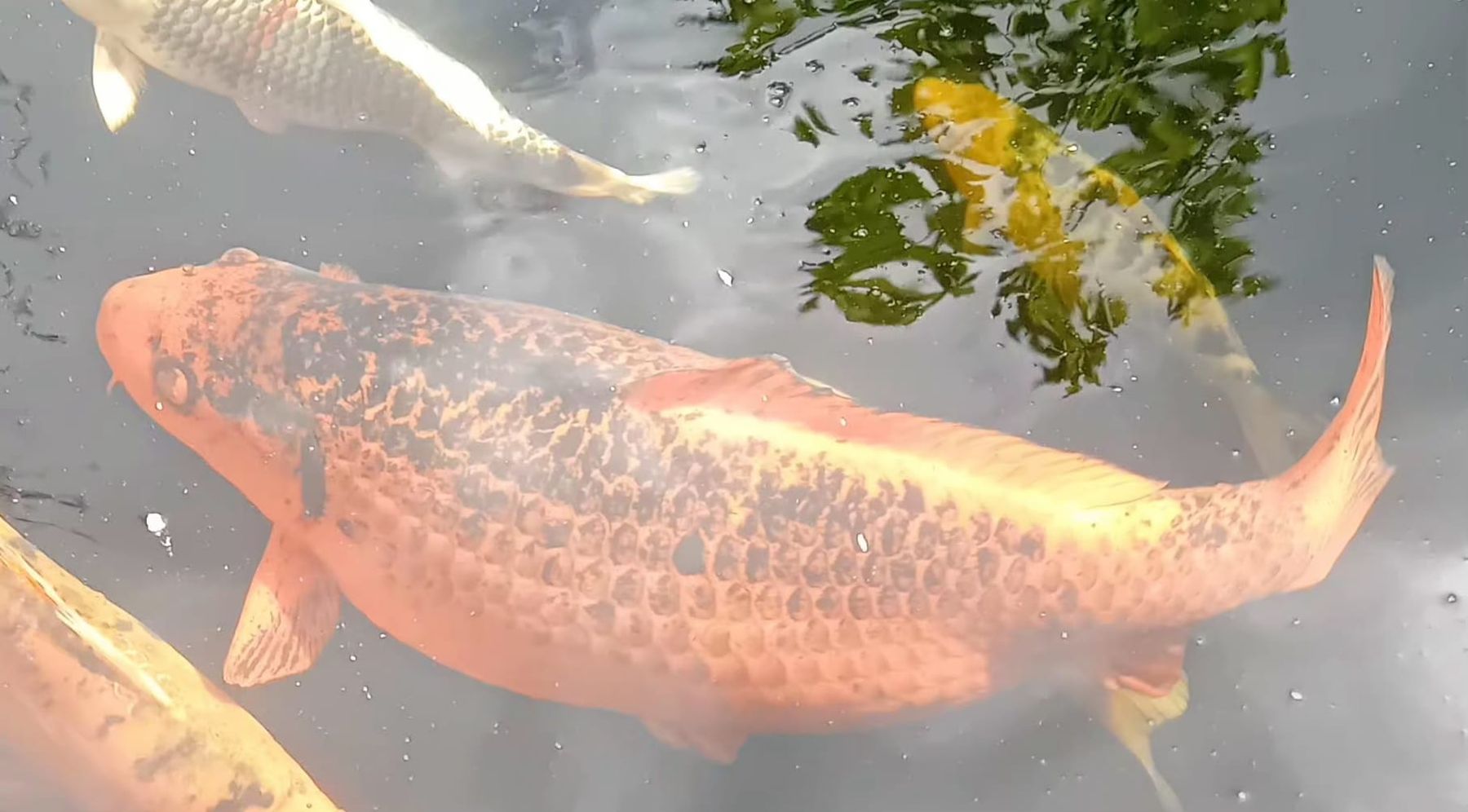 Mangimi: Schöner Koi Fisch gross 80cm – Usato da Pfaffnau venduto da Daysi89 2