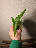 Alocasia Sabrina