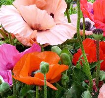 30 Samen ( Pellets ) Staudenmohn PIZZICATO MIX