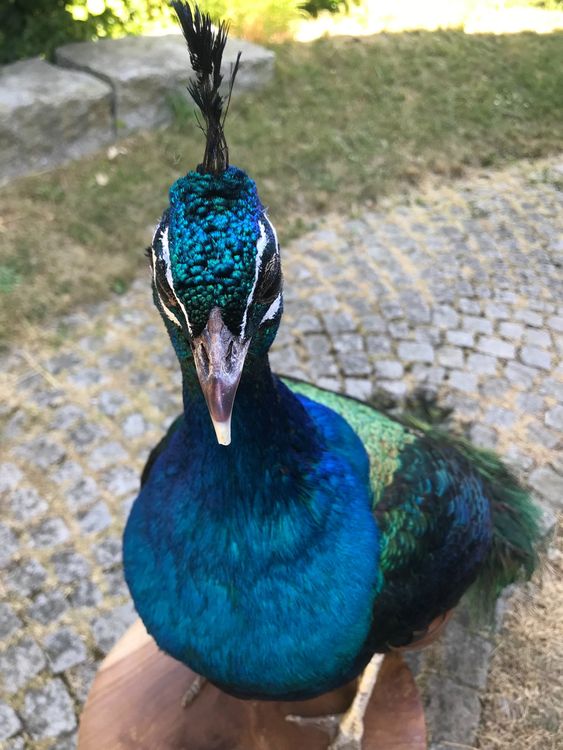 Pfau Kaufen Preis