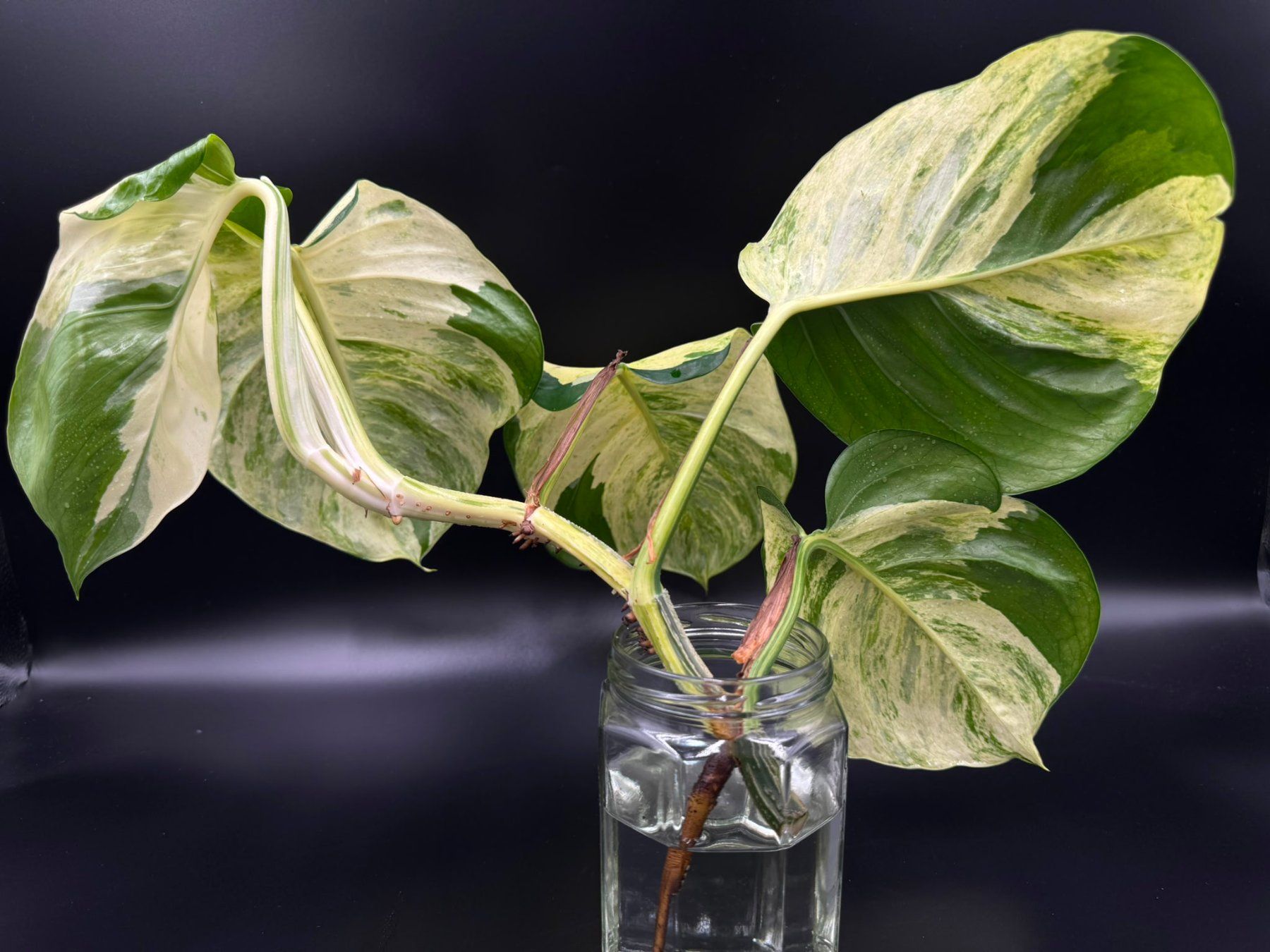 Piante & sementi: Epipremnum aureum 'Manjula' – Nuovo (secondo la descrizione) da Bühler venduto da googelibear 3