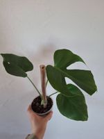 Monstera Deliciosa/Fensterblatt