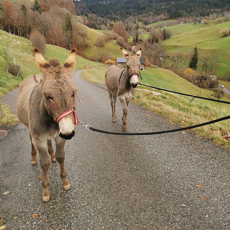 Sonstiges für Haushalt & Wohnen: Ferien – Gebraucht aus Guggisberg von eil_ty7w 4