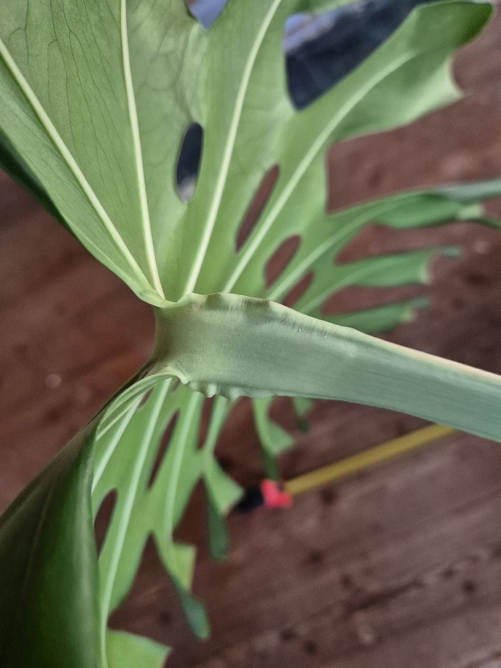 philodendron glad hands beauty Philodendron pedatum 'Glad Hands' main image 1