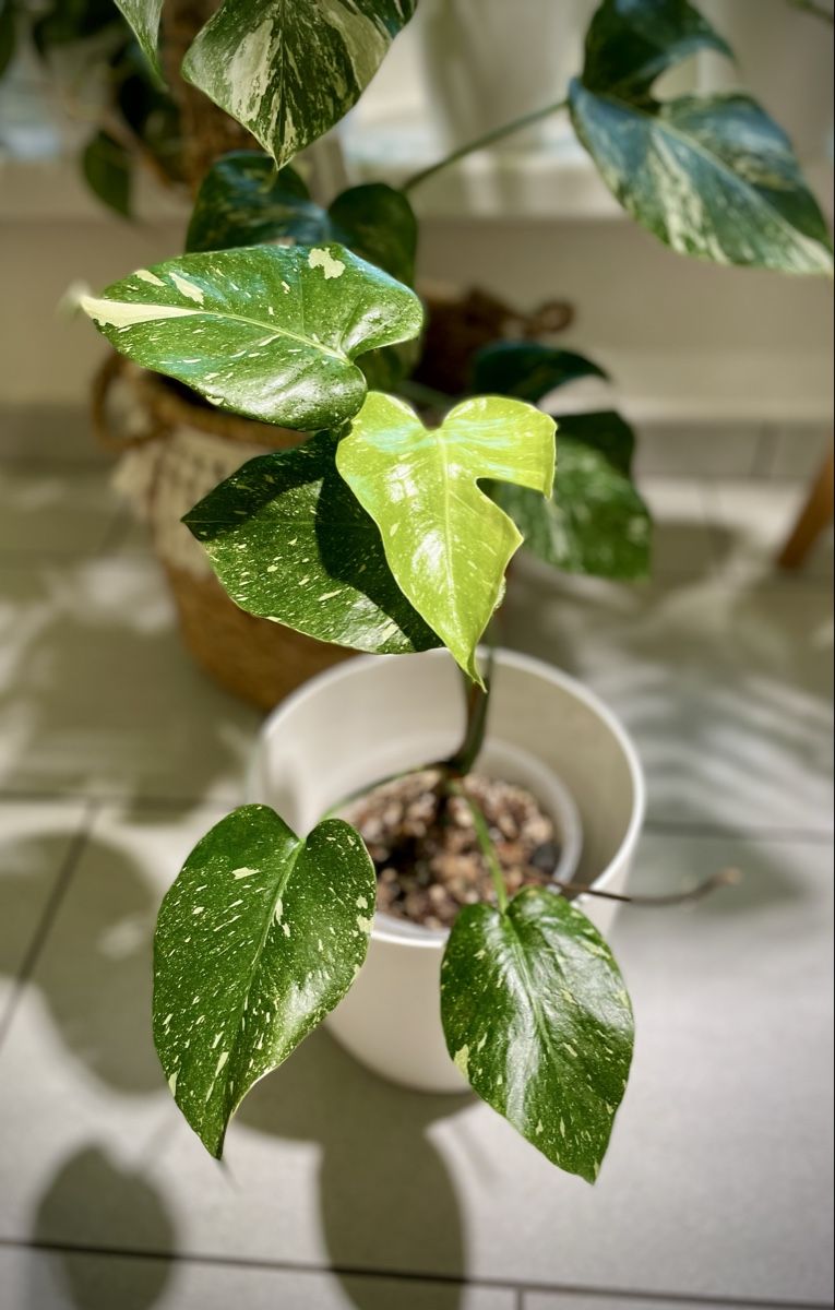 Monstera Thai Constellation S (Neu (gemss Beschreibung)) in Watt fr  CHF 31  mit Lieferung auf Ricardo kaufen