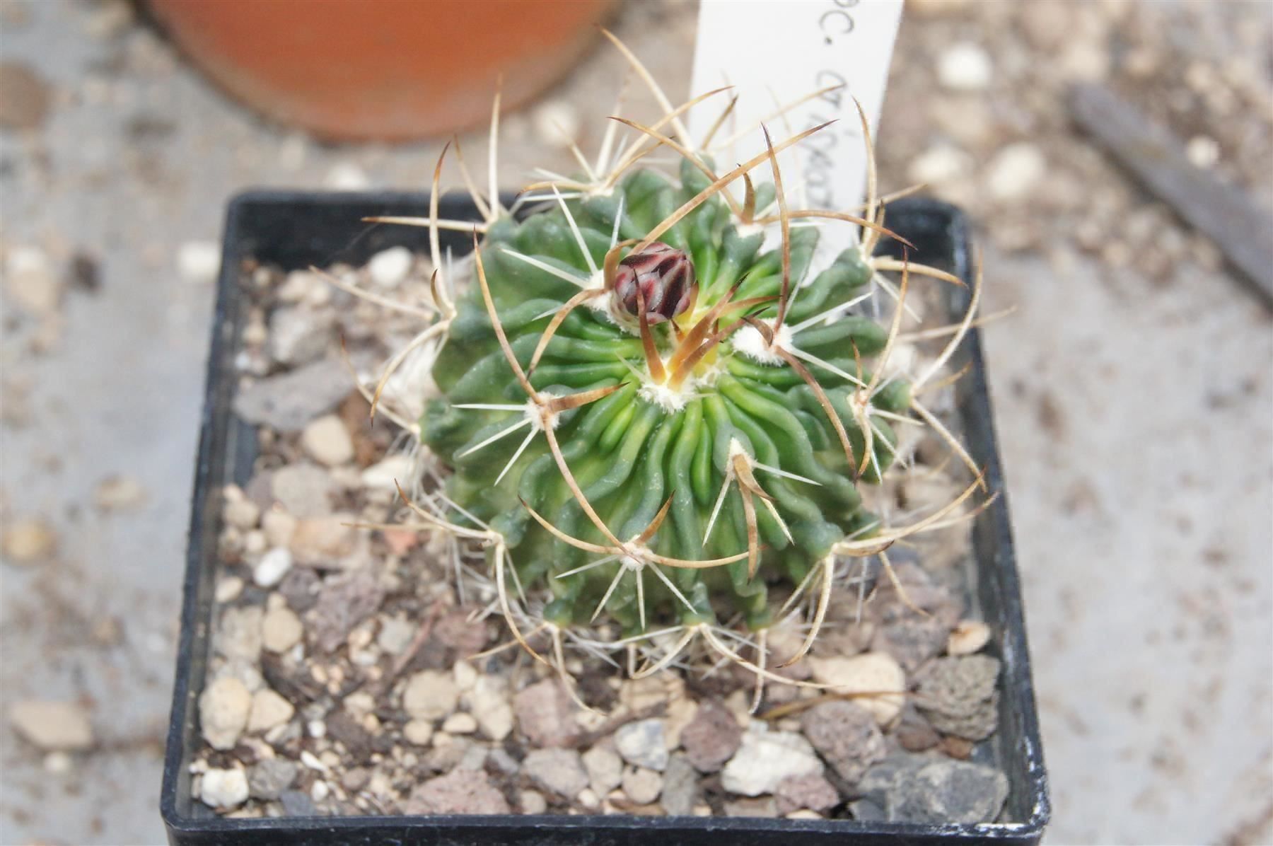 Plantes & graines: Stenocactus crispatus – Neuf (Voir description) à Geroldswil par botanicals