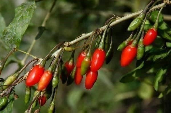 Piante & sementi: Goji Géant  (Lycium barbarum)  PLANT – Nuovo (secondo la descrizione) da Bremblens venduto da FIBONACCI369 2