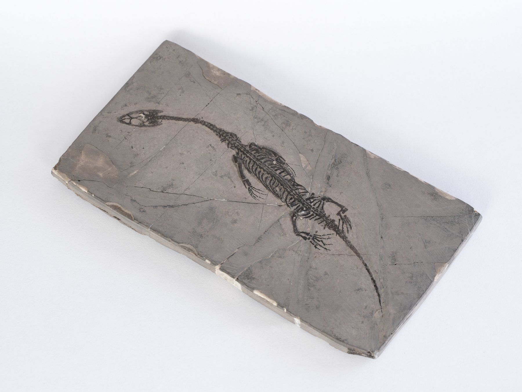 Fossili: Schwimmsaurierer - Keichousaurus hui - Nothosaurus - China – Usato da Heiden venduto da mats10 2
