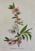 Lithographie um 1850, Botanik, Pflanzen, Blumen