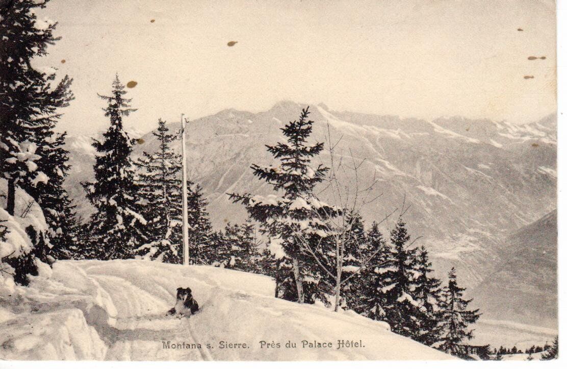 Cartoline postali: Montana s. Sierre mit Collie 1912 – Usato da Wolhusen venduto da Curver9