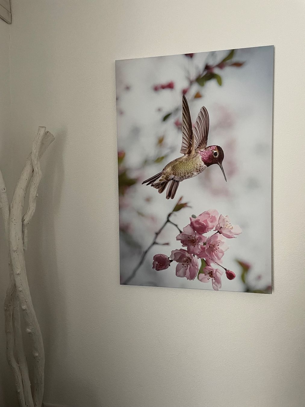 Poster & Bilder: Schönes XL Leinwandbild Kolibri – Gebraucht aus Sirnach von sirni