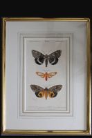 9 alte Lithographien Insekten Schmetterling über Eck Gold