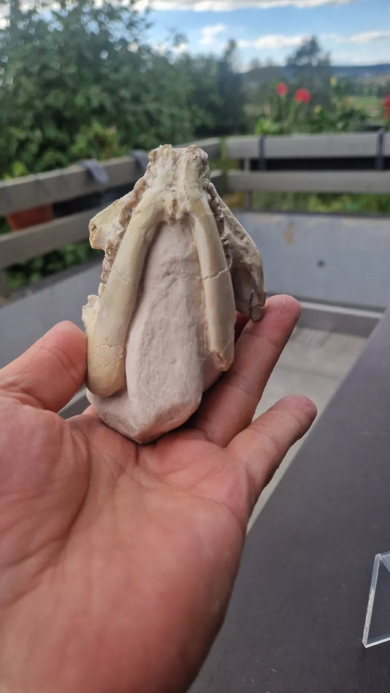 Fossilien: Fossiler Laptauchenia decora – Gebraucht aus Niederhasli von rehauge01 7