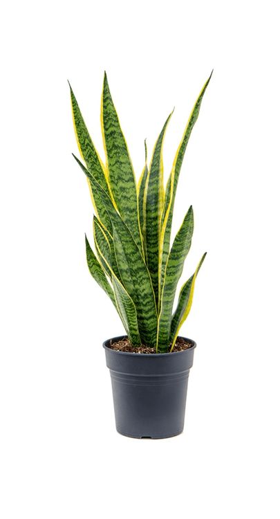 Sansevieria Trifasciata Kaufen Auf Ricardo 