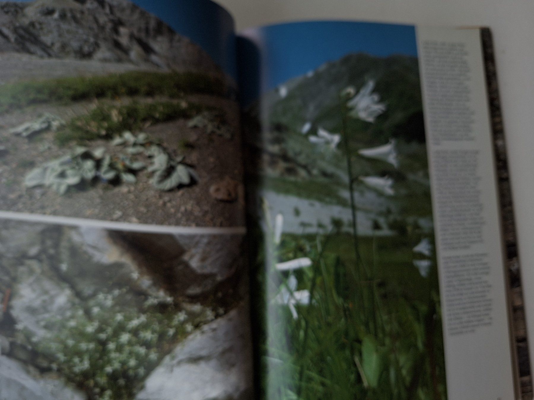 Libri: Blumen der Berge, E.O. Danesch,  Silva Buch – Usato da Zürich venduto da t24_de 4