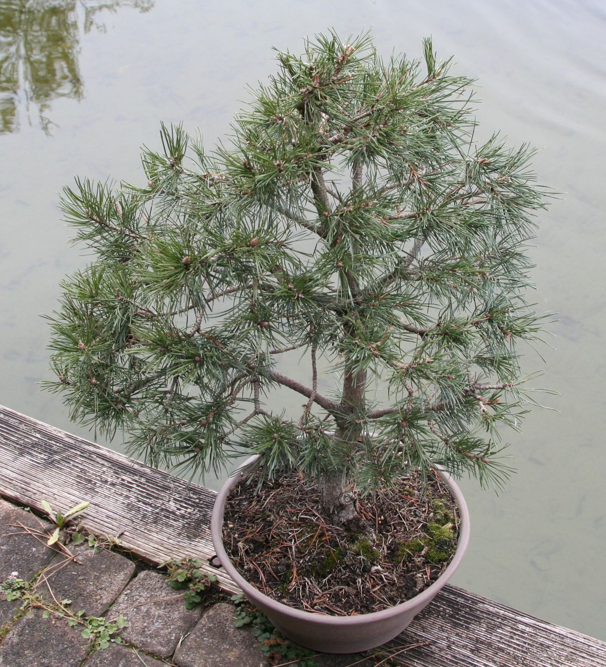 Piante & sementi: BONSAI  -  Bergkiefer – Usato da Gretzenbach venduto da Sikim 4