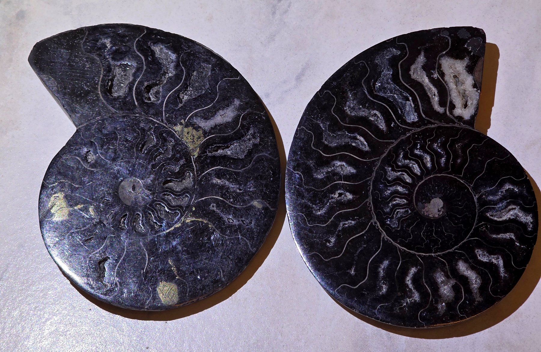 Fossili: Schwarzes Ammonitenpaar C 300g – Nuovo e nell'imballaggio originale da Matzingen venduto da Shay_Crystalz