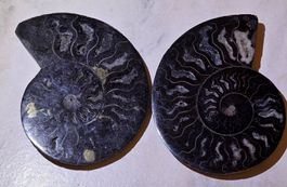 Schwarzes Ammonitenpaar C 300g