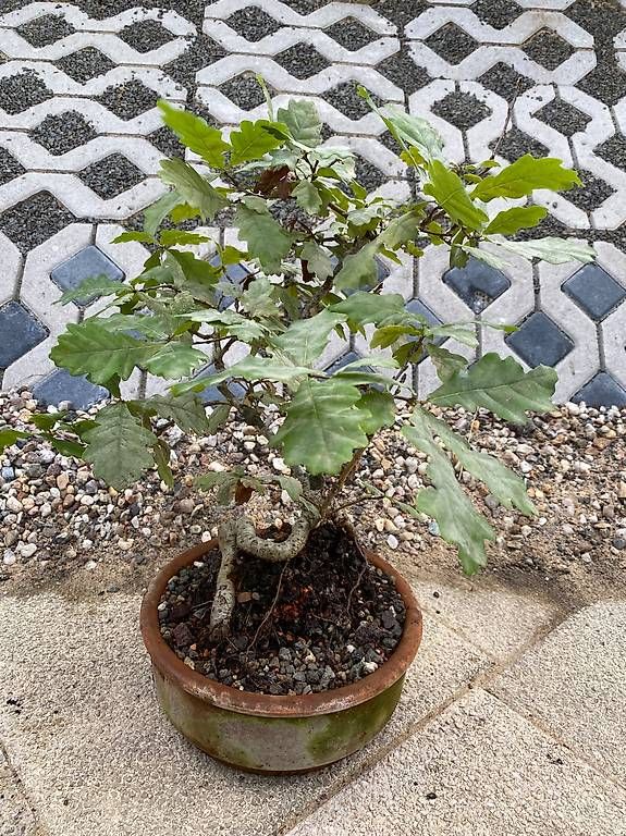Piante & sementi: Bonsai Eiche in Tonschale - ab Samen / Eichel gezogen 2016 – Usato da Allenwinden venduto da guetzli20 1