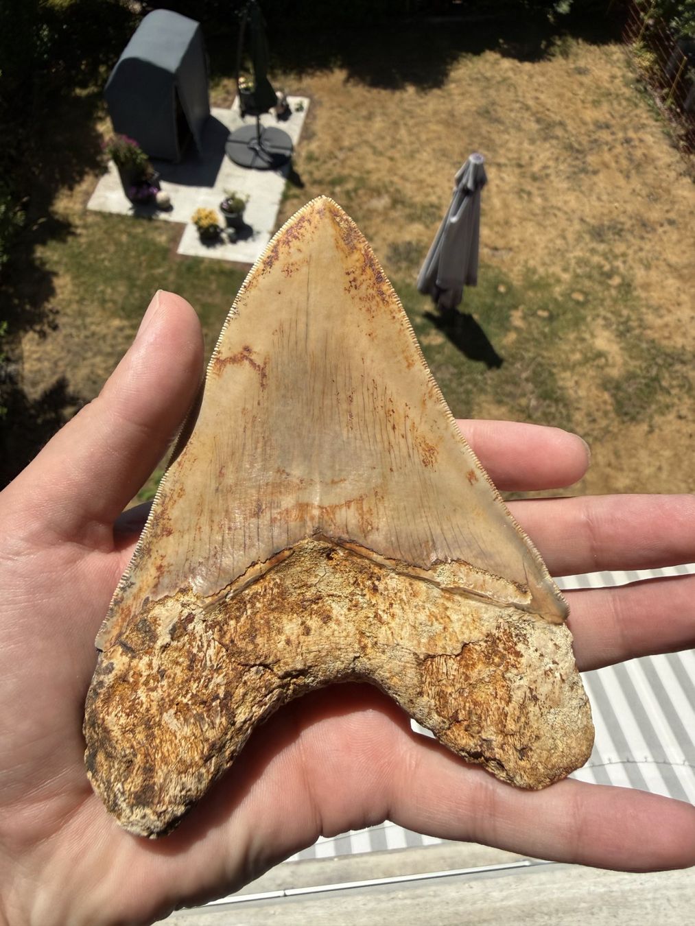 Fossili: Monster Megalodon Zahn Indonesien – Usato da schüpfen venduto da rica122 1