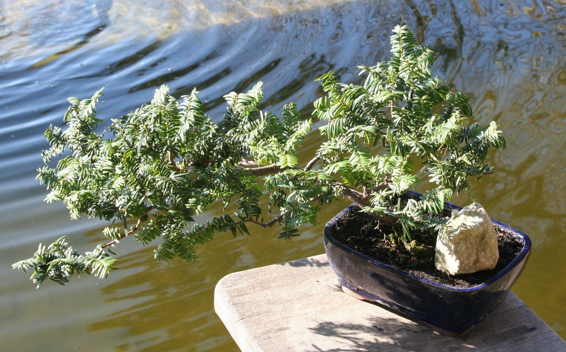 Piante & sementi: BONSAI  -  Europäische Eibe – Usato da Gretzenbach venduto da Sikim 2