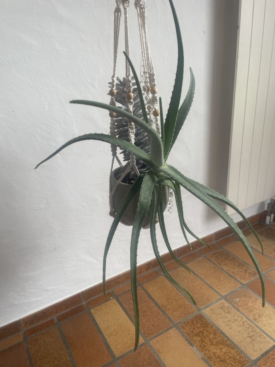 Pflanzen & Samen: Aloe groß mit Hänger – Gebraucht aus Freidorf TG von ibipatria