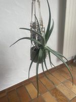 Aloe groß mit Hänger