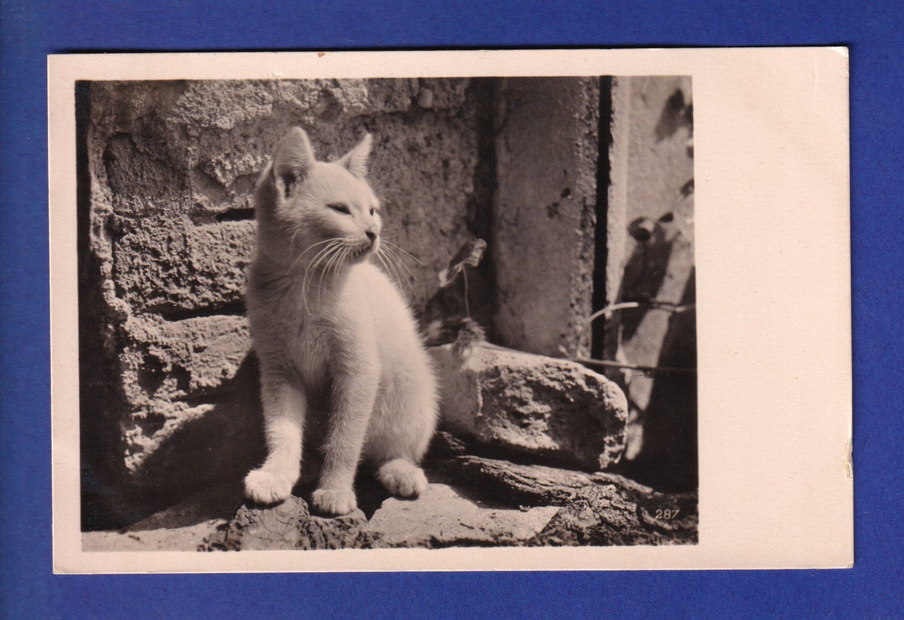 Cartes postales: CHAT - Chaton blanc – D'occasion à Pully par nicecards-shop
