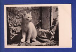 CHAT - Chaton blanc