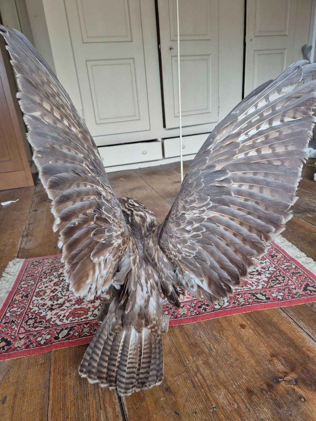 Monde des animaux: ausgestopfter Vogel – D'occasion à Brunnadern par eichmann.anton 5