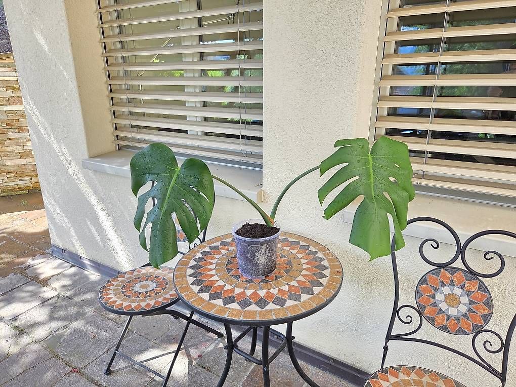 Piante & sementi: Monstera Deliciosa  – Usato da Jona venduto da pau_g7rc 1