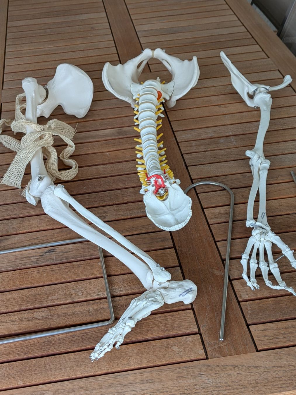 Kit di modellismo & Modellini statici: Anatomie-Skelett - 3 Teile – Usato da Turbenthal venduto da ulv_8wxr