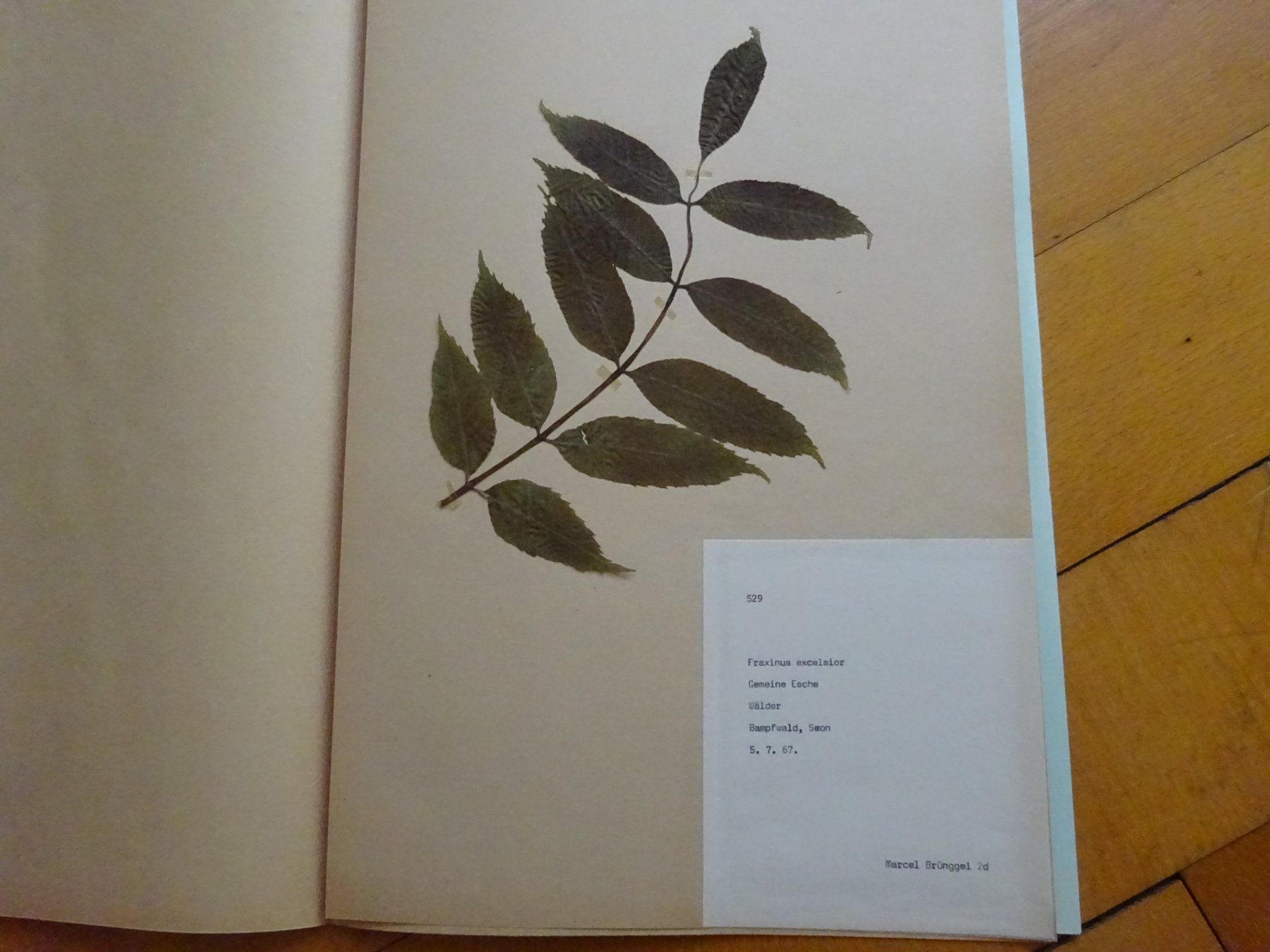 Bücher: Herbarium aus Seon / 10 Botanik – Gebraucht aus Esslingen von eintagammeer 6