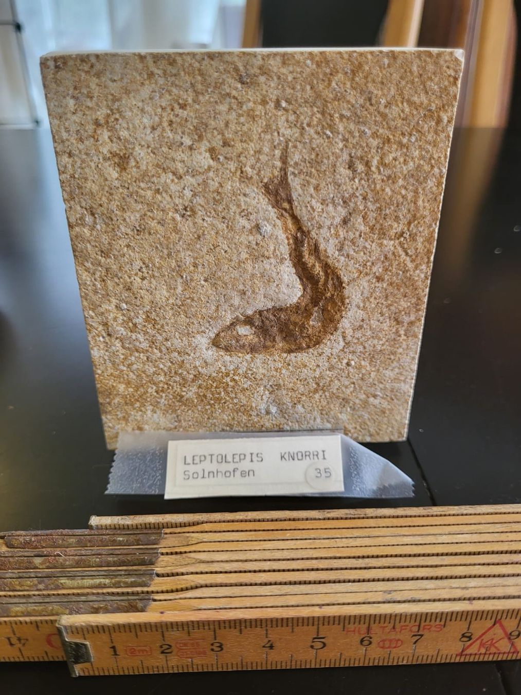 Fossili: Fossil Leptolepis – Usato da Ins venduto da Iren92