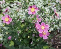 HERBSTANEMONE - ANEMONE JAPONICA - ROSA - PINK SAUCER