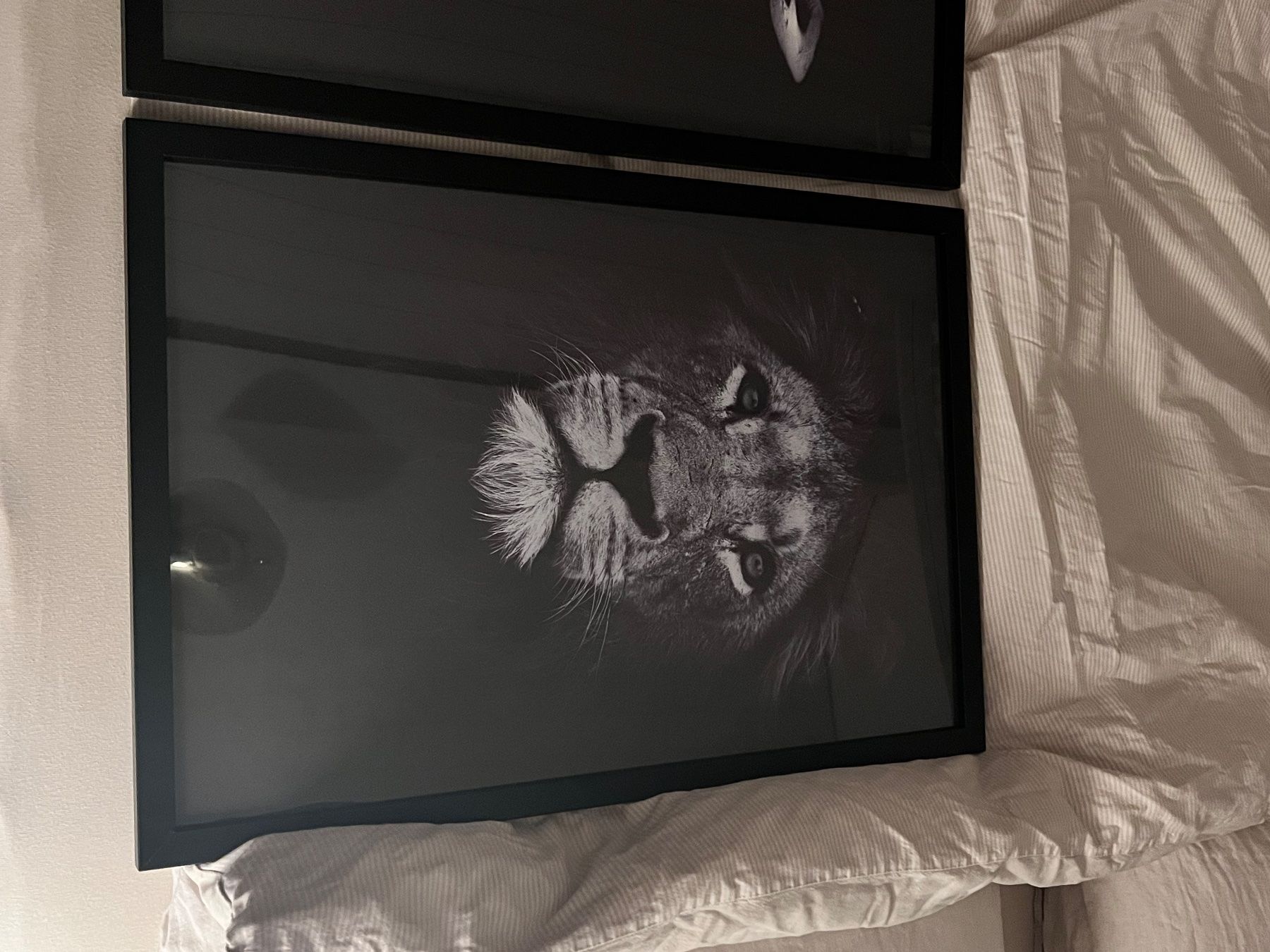 Foto & Immagini: 3 Tierportraits exkl. Rahmen – Nuovo (secondo la descrizione) da Zürich venduto da Verkaeufer12345 3