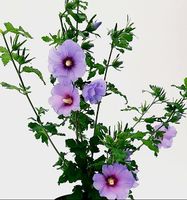 HIBISCUS SYRIACUS Steckling mit Wurzeln 50cm blühender Strau