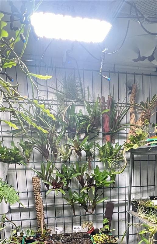 Piante & sementi: Bromelien Mix – Nuovo (secondo la descrizione) da Kriessern venduto da greenhellexoticsch 1