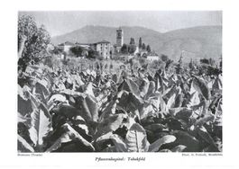 G. Pedroli, Mezzana, Tabak, 1939, Landwirtschaft