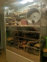 Riesen Degu/Ratten-Glasterrarium mit Zubehör