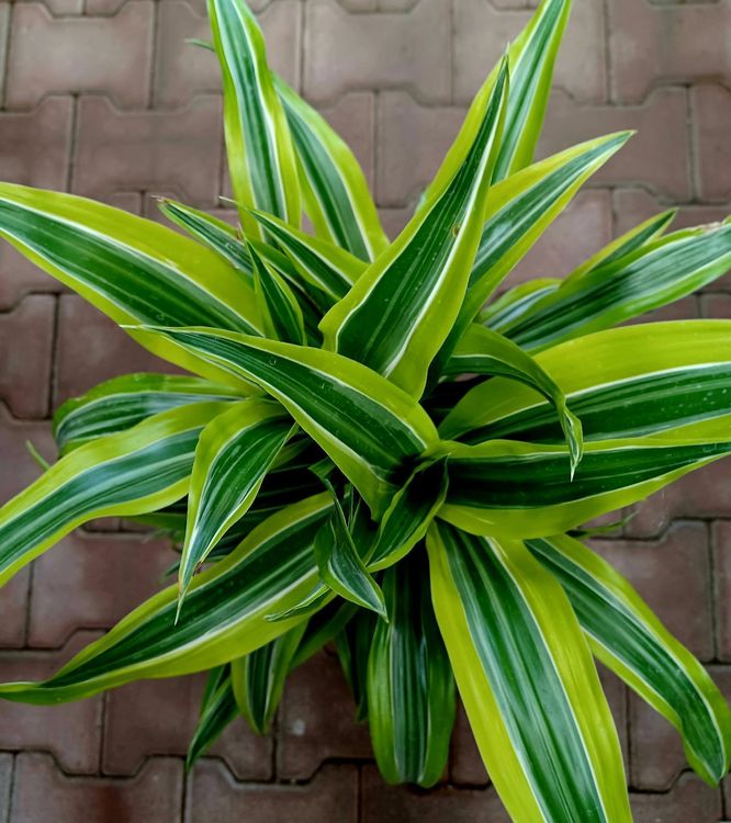 "DRACAENA FRAGRANS MASSANGEANA " Zierpflanze 50 cm ↕️ "D Kaufen auf