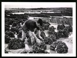 Fotografie Elevage des huitres sur laq C