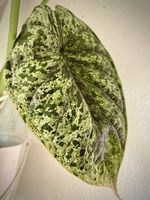 Alocasia Dragon Scale Mint Variegated RHIZOM