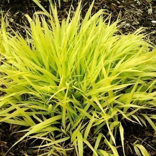 Piante & sementi: Herbe du Japon 'All gold' 2x – Nuovo (secondo la descrizione) da Bremblens venduto da FIBONACCI369