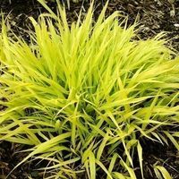 Herbe du Japon 'All gold' 2x