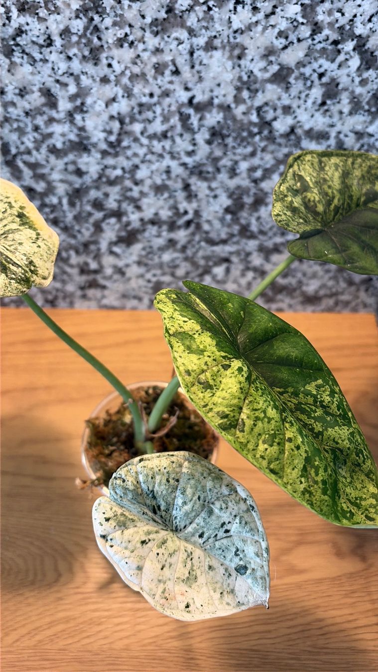 Pflanzen & Samen: Alocasia Dragon Scale Mint – Gebraucht aus Kaiseraugst von dka_b97z 2
