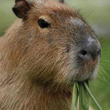 Profile image of capybara78