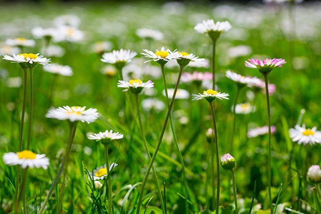Piante & sementi: 100 Gänseblümchen samen aus bio garten - ESSBAR!! – Nuovo (secondo la descrizione) da Ibach venduto da chaemilochhobbygarte 3
